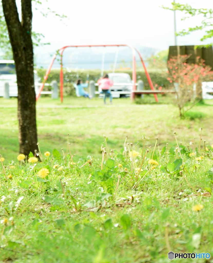 タンポポとブランコ