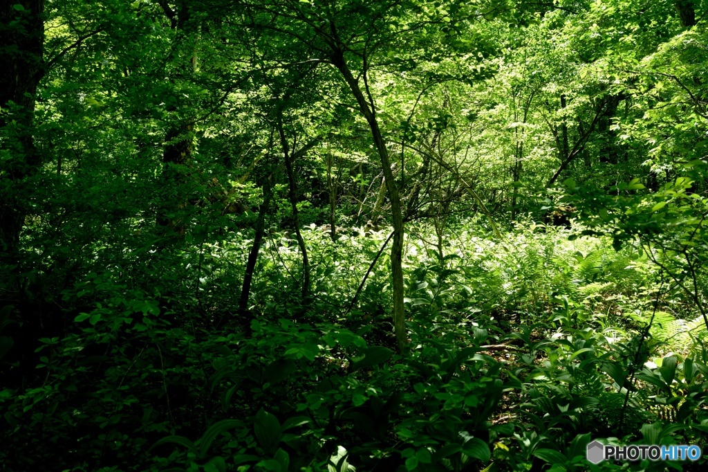 太陽のスポットライト