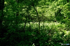 太陽のスポットライト