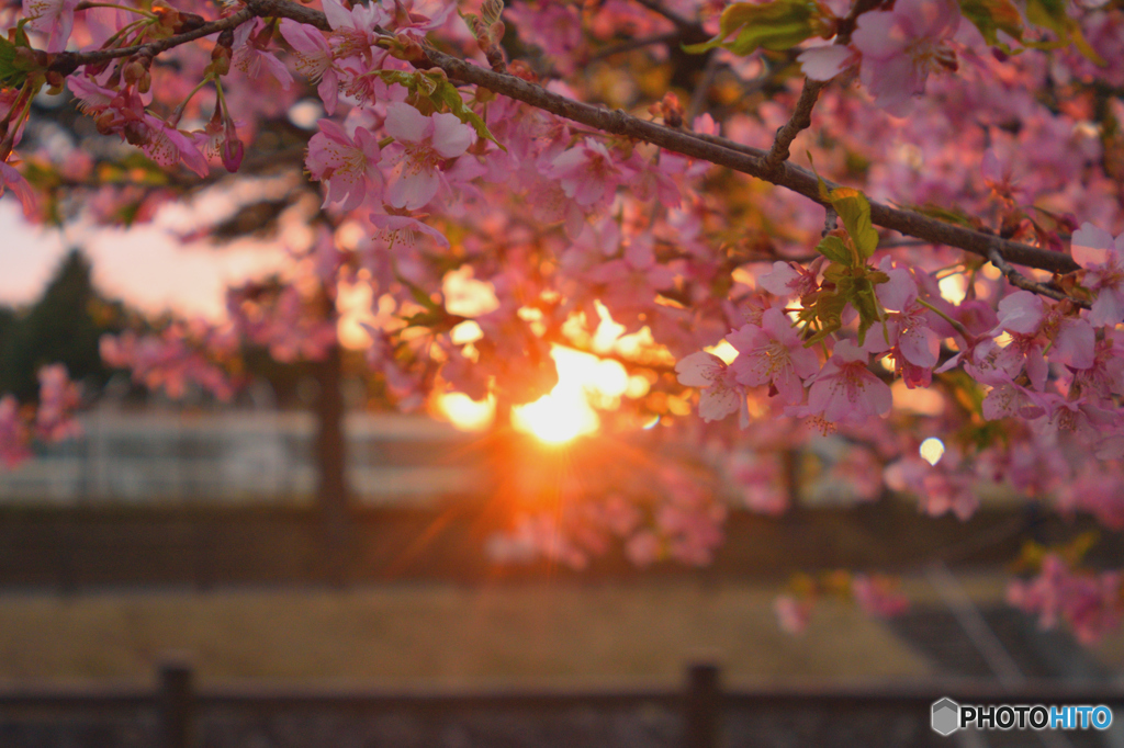 夕桜