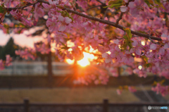 夕桜