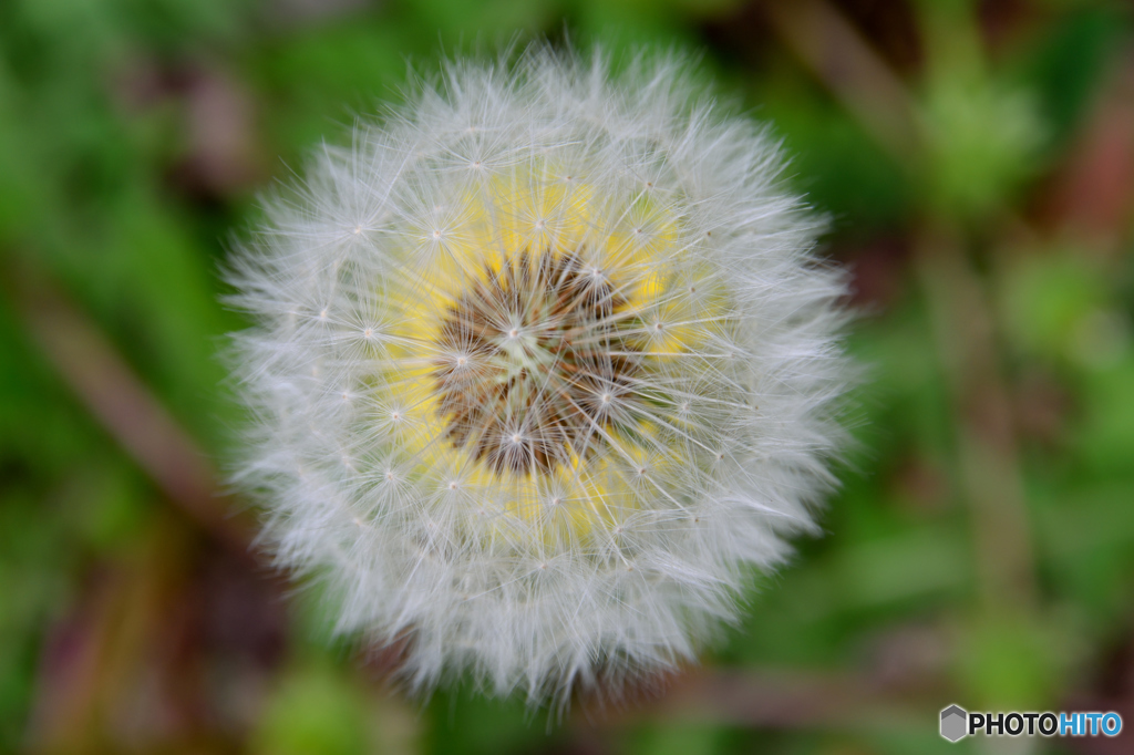黄色い綿毛②