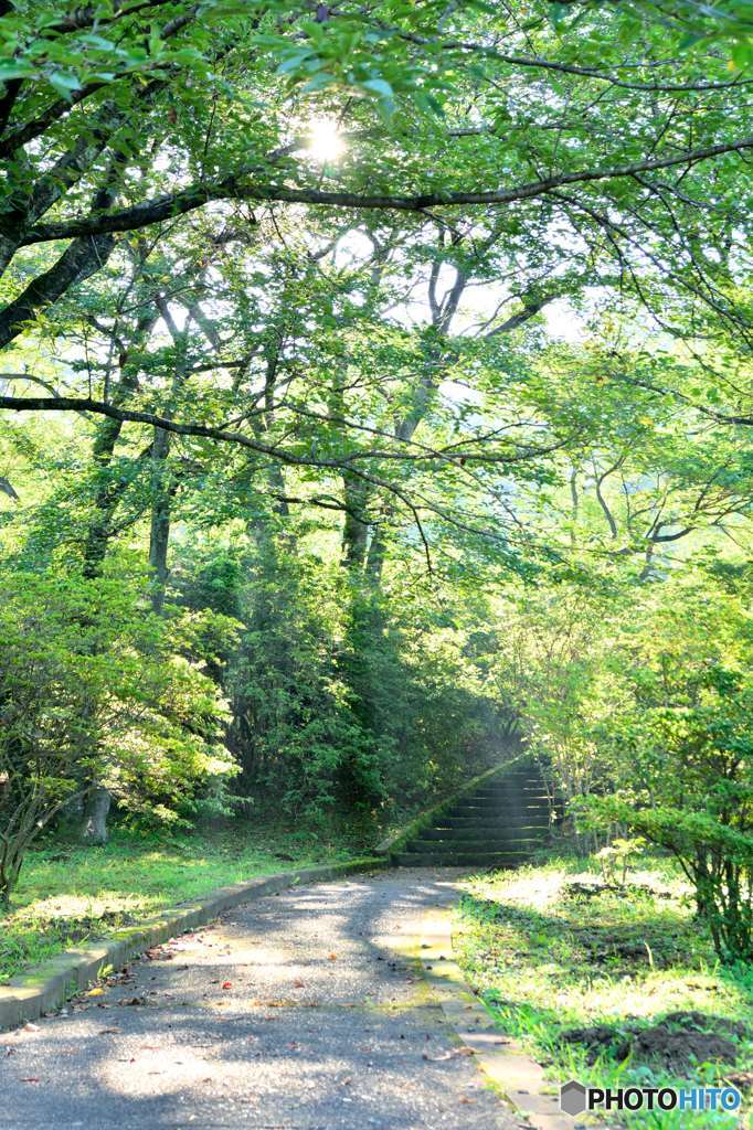 朝の公園