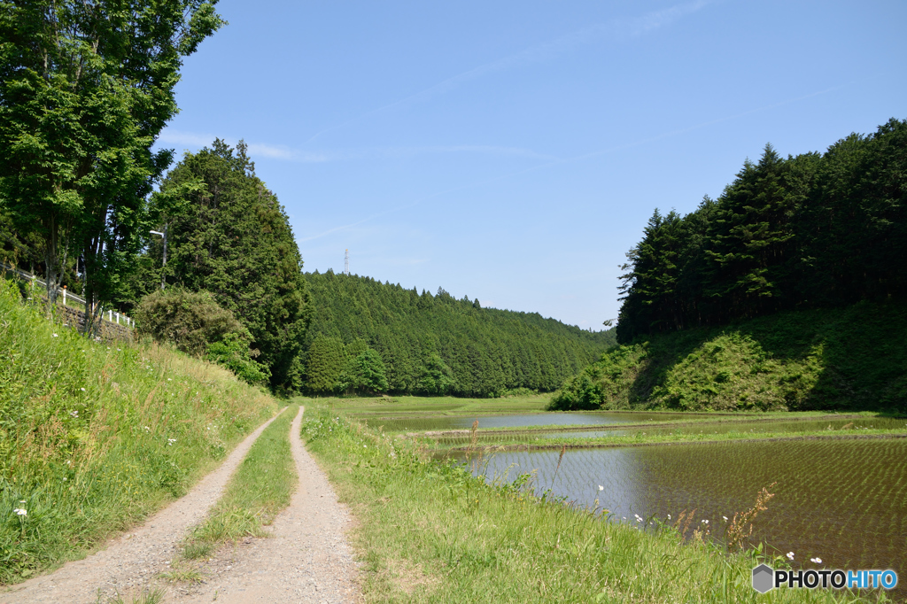 田んぼまでの道