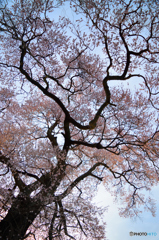 色づく桜木