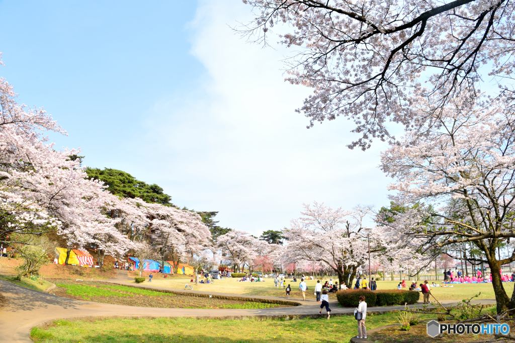 お花見日和