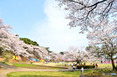 お花見日和
