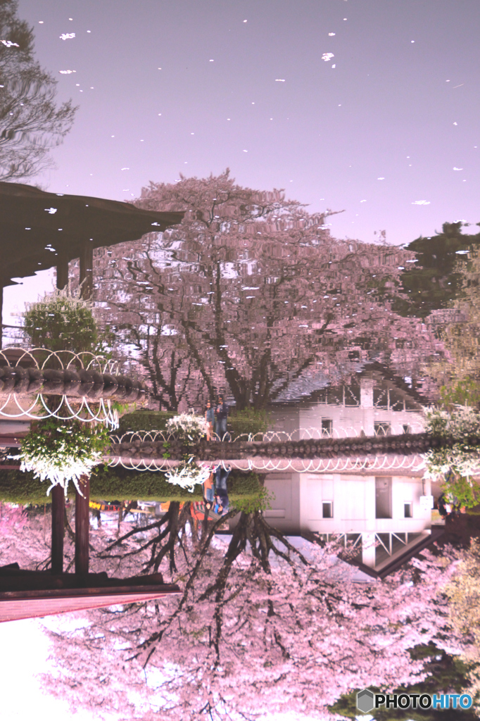 逆さ桜吹雪