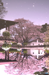 逆さ桜吹雪