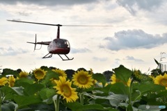 向日葵とヘリコプター