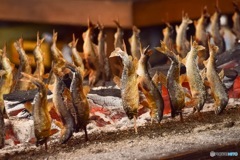 鮎の塩焼き