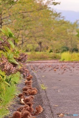公園
