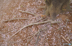 足元の桜
