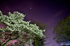 夜桜