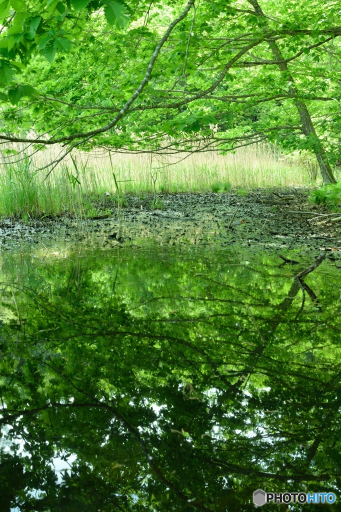 緑の沼