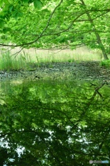 緑の沼