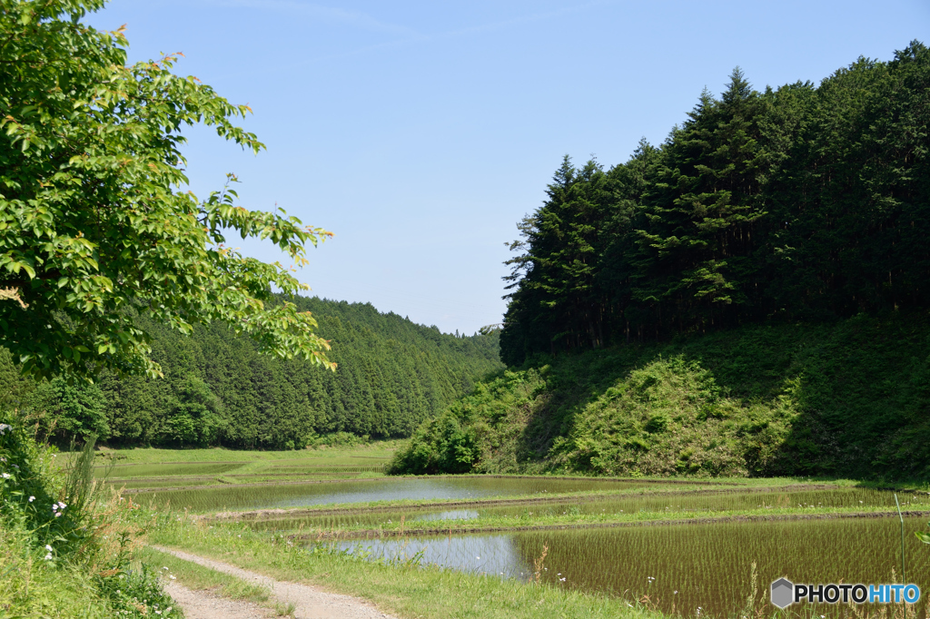 田んぼへの入口