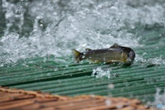 SPLASH!