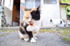 ご馳走様でした〜②