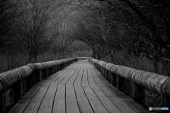 戦場ヶ原　ハイキング！