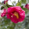 お花