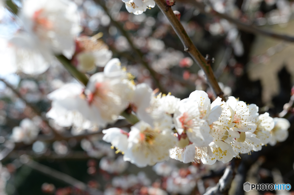 梅の花