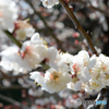 梅の花