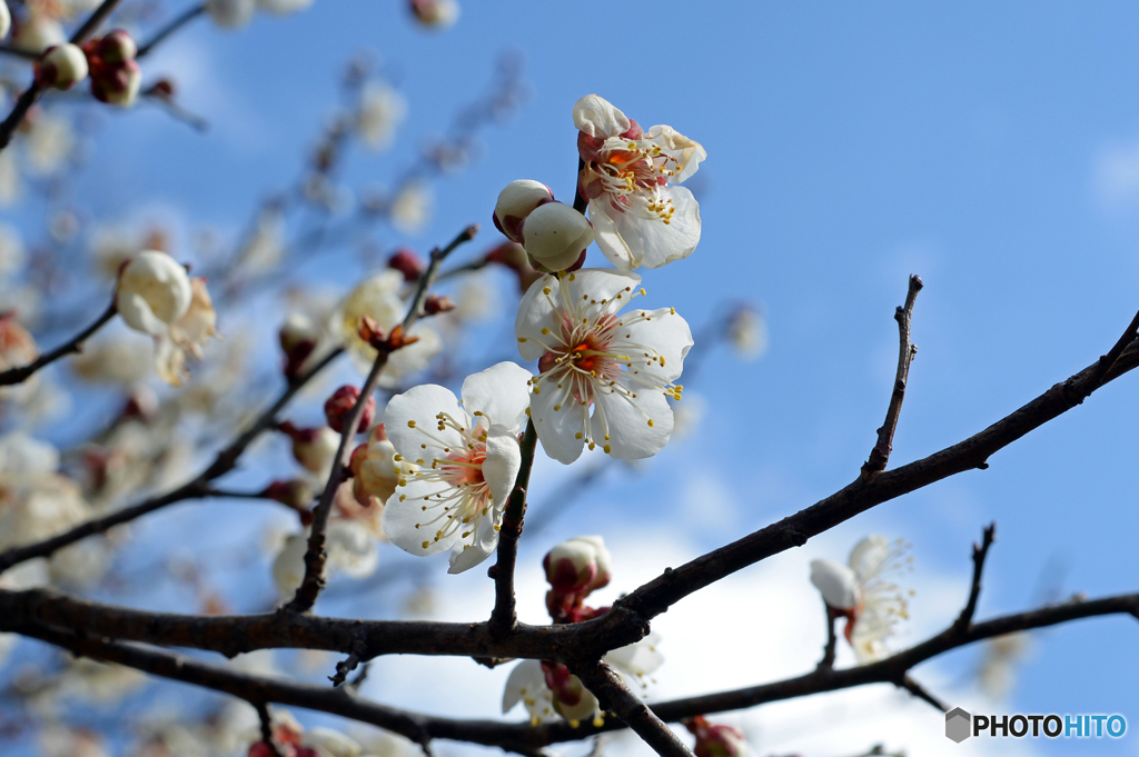 梅の花　Ⅳ