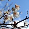梅の花　Ⅳ