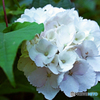 紫陽花　3