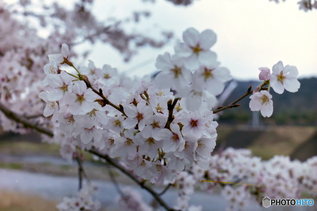 桜の三