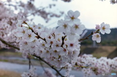 桜の三