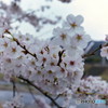桜の三