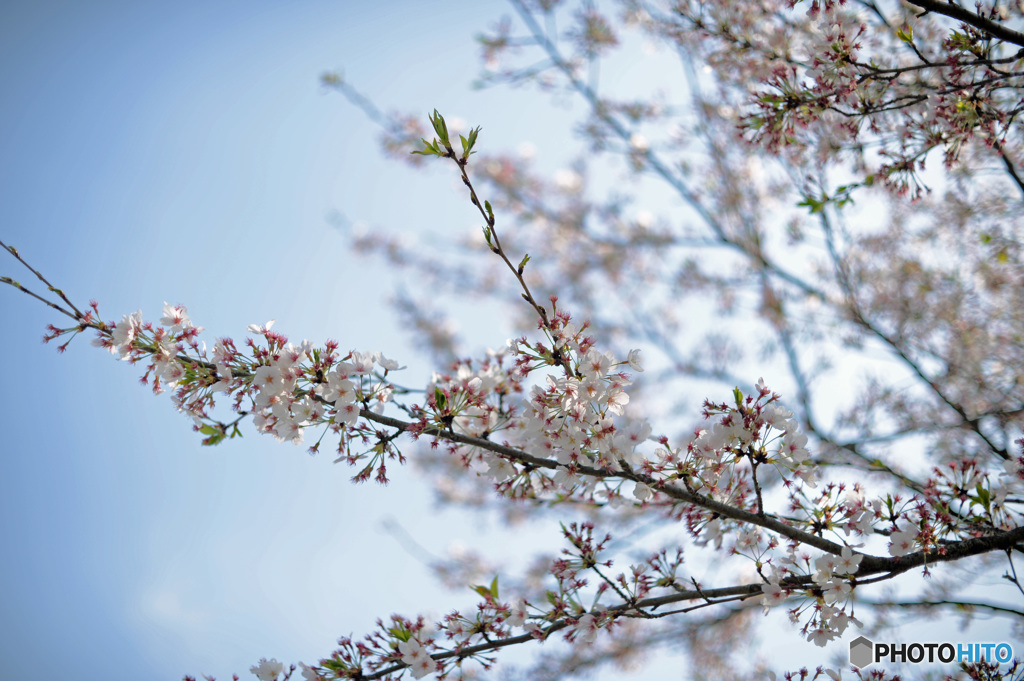 桜の四