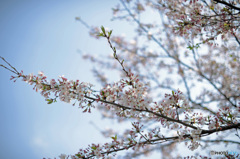 桜の四