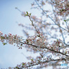 桜の四