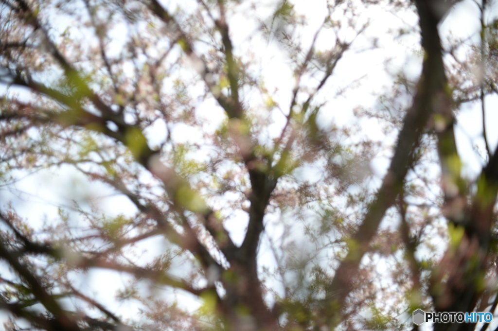 葉桜の木漏れ日
