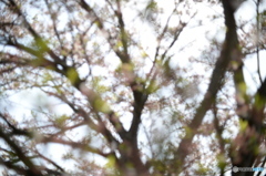 葉桜の木漏れ日