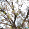 葉桜の木漏れ日