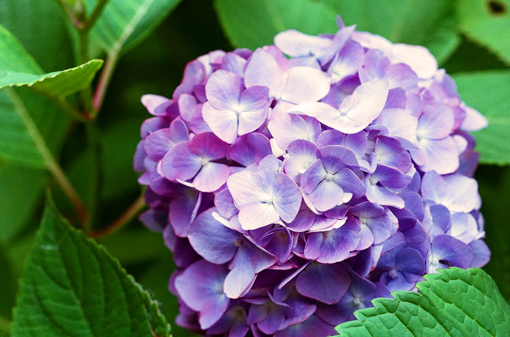 紫陽花　5