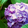 紫陽花　5