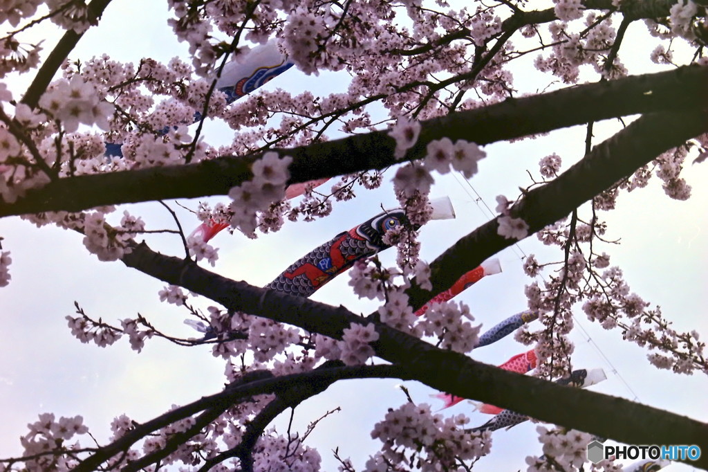 桜の二