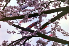 桜の二
