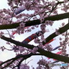 桜の二