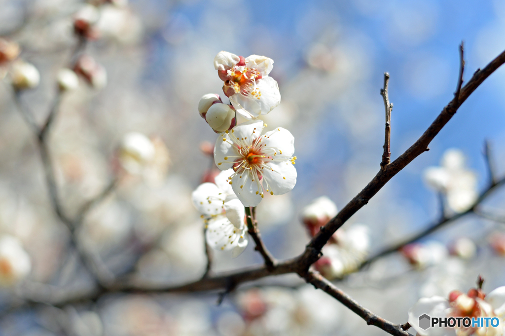 梅の花　Ⅲ