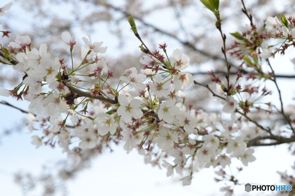 葉桜