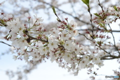 葉桜