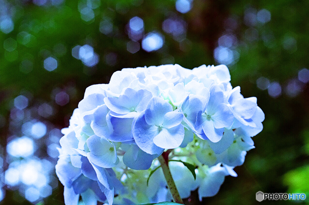 紫陽花　2