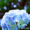 紫陽花　2