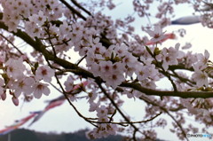 桜の一